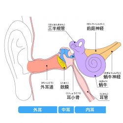 耳の構造イメージ