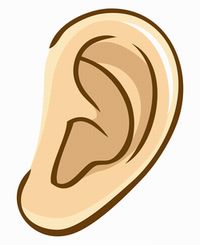 耳の形（あまり変わらない体の部位）