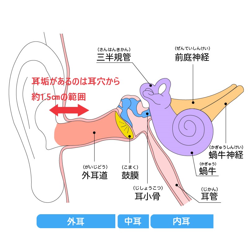 耳の内部