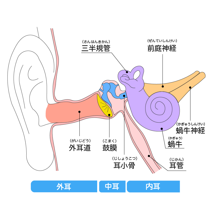 耳の構造イラスト