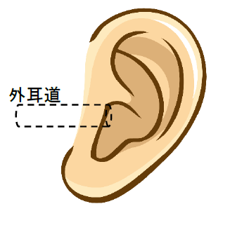 外耳道　耳