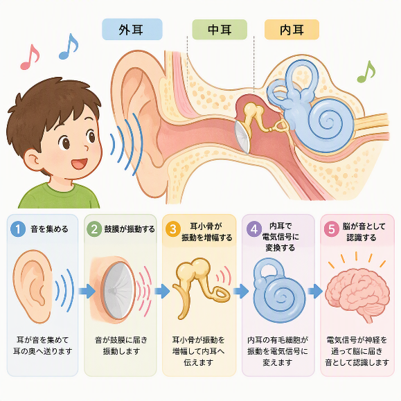 聞こえのしくみ、耳の構造、どうやって音が聞こえるのか、自由研究